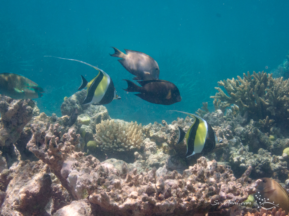 Moorish Idols and Bristletooth