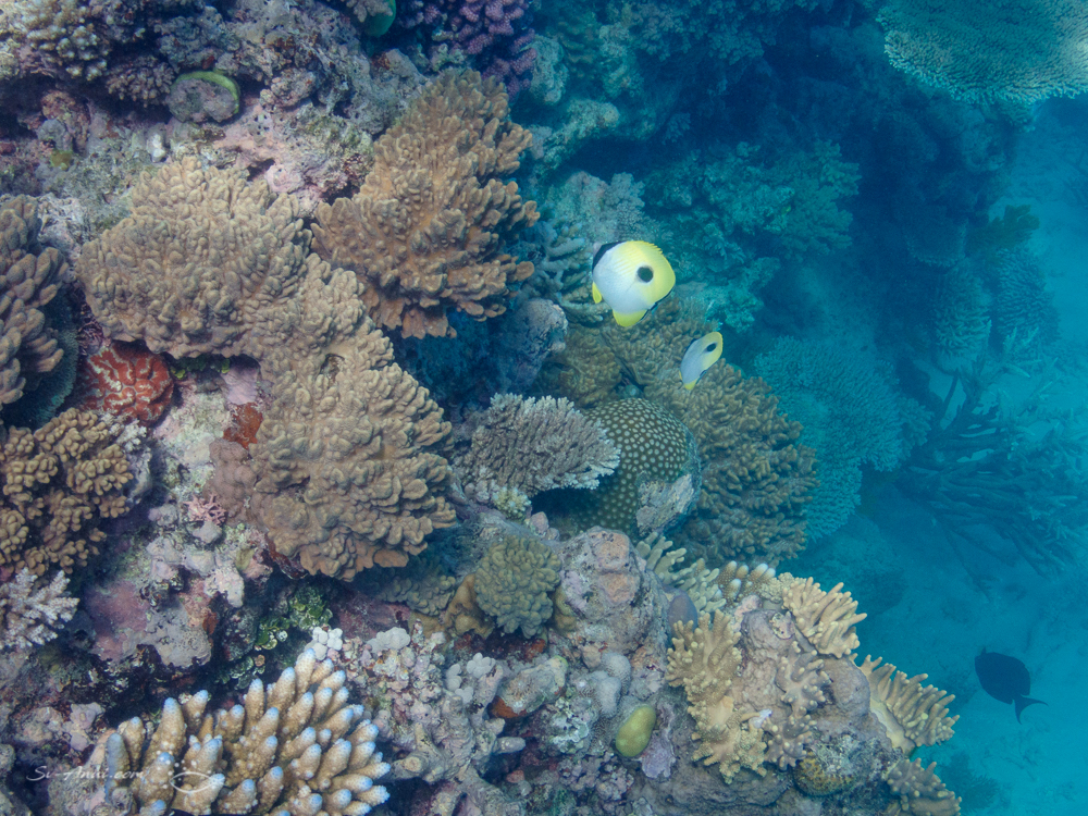 Teardrop butterflyfish