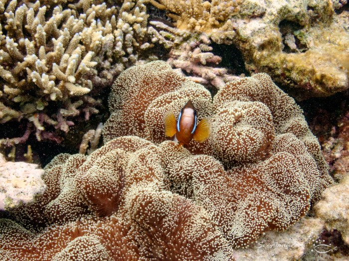 Barrier Reef Anemonefish