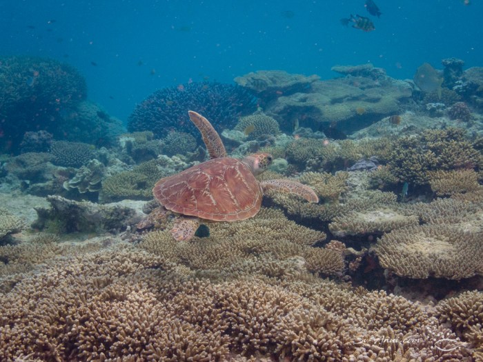 Green Sea Turtle