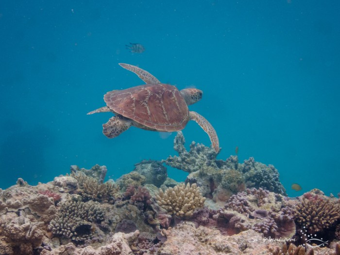 Green Sea Turtle