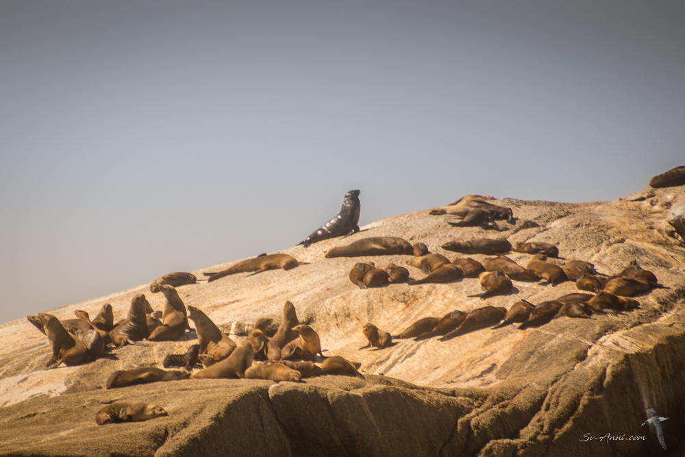 Seals at Anderson Islets