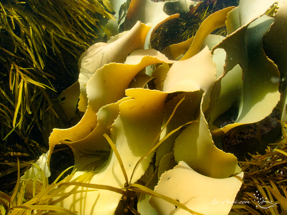 Bull Kelp