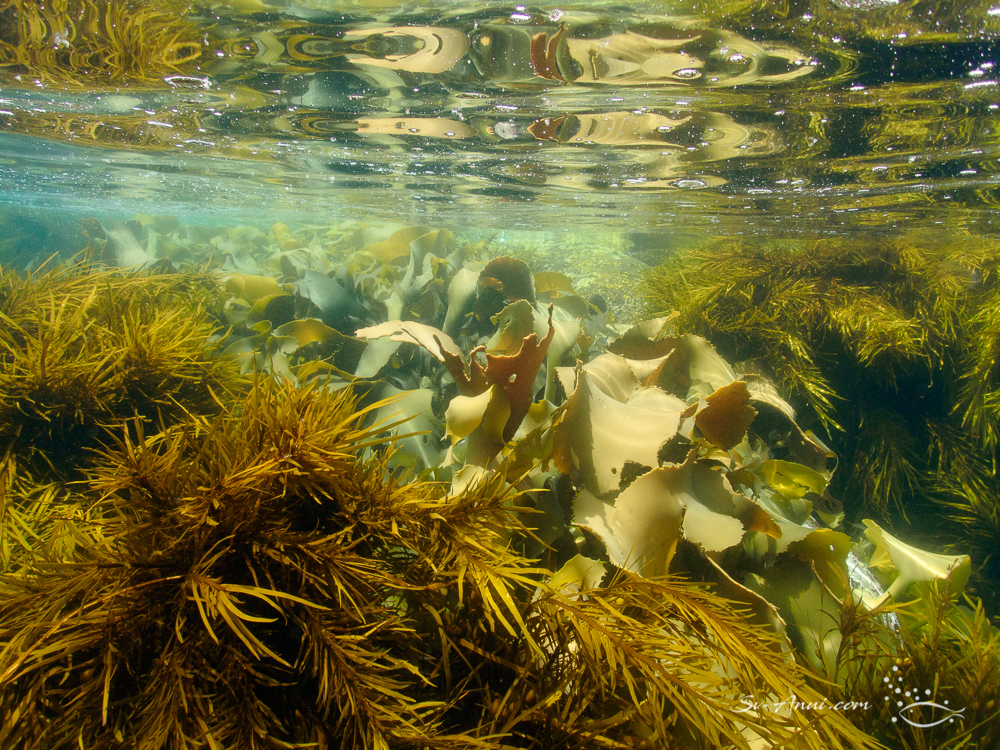 Kelp reflections