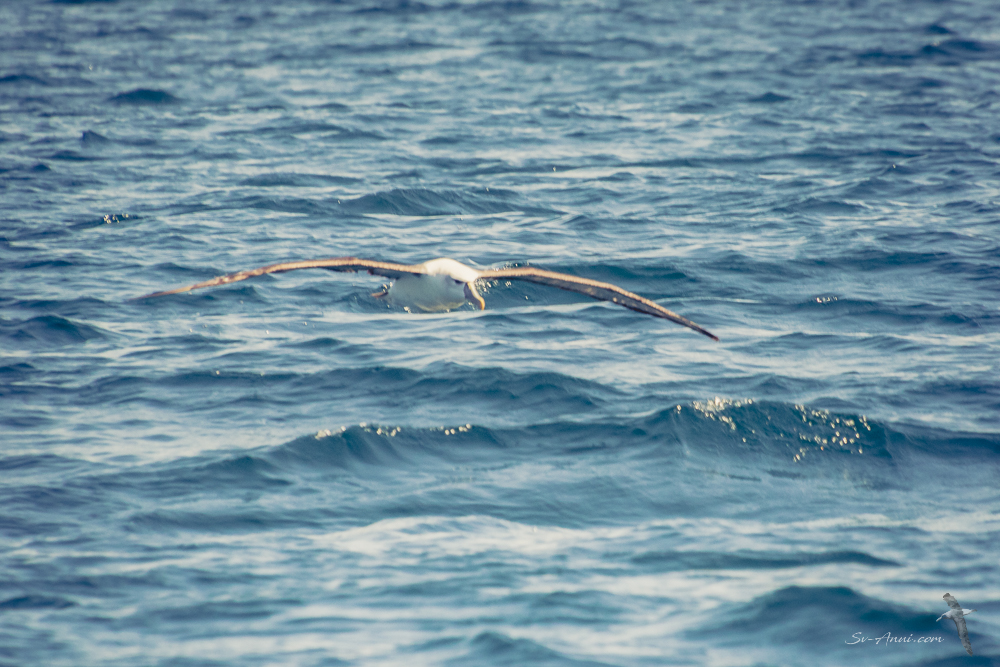 Shy Albatross