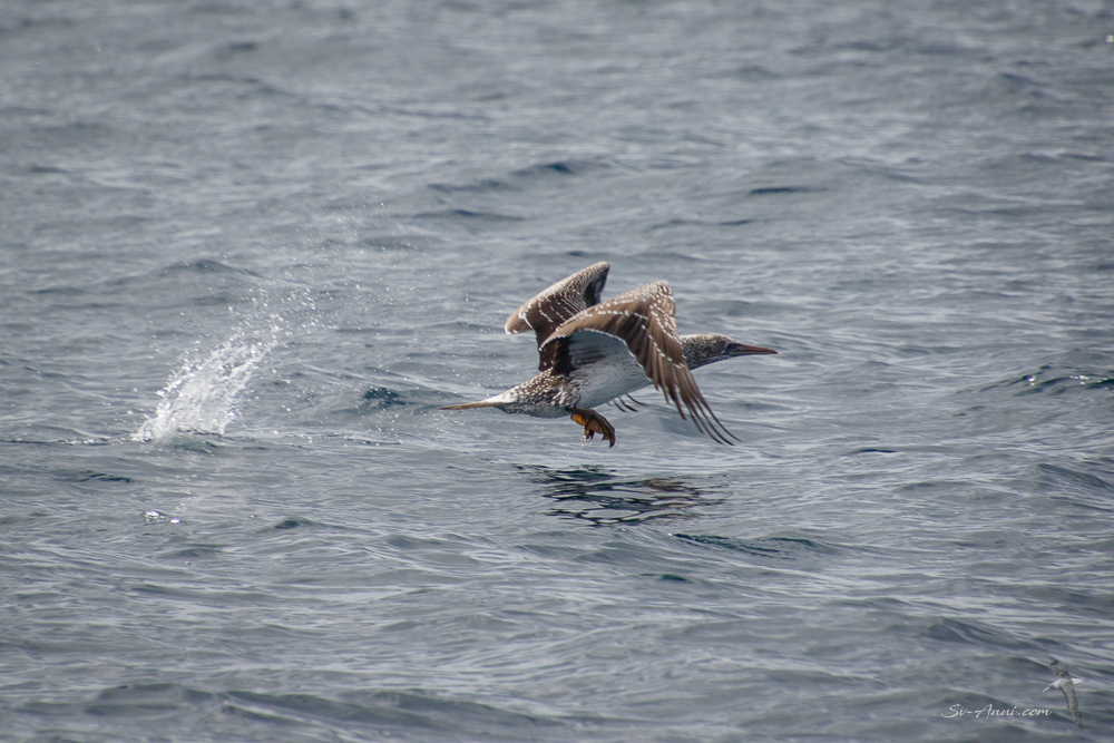 Immature Gannet take off series