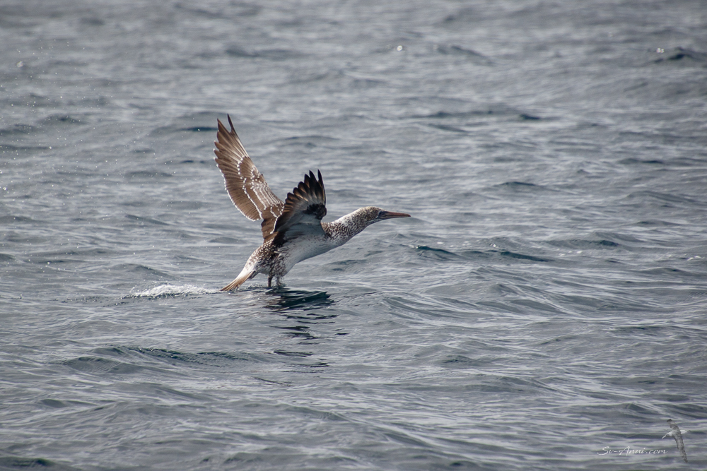 Immature Gannet take off series