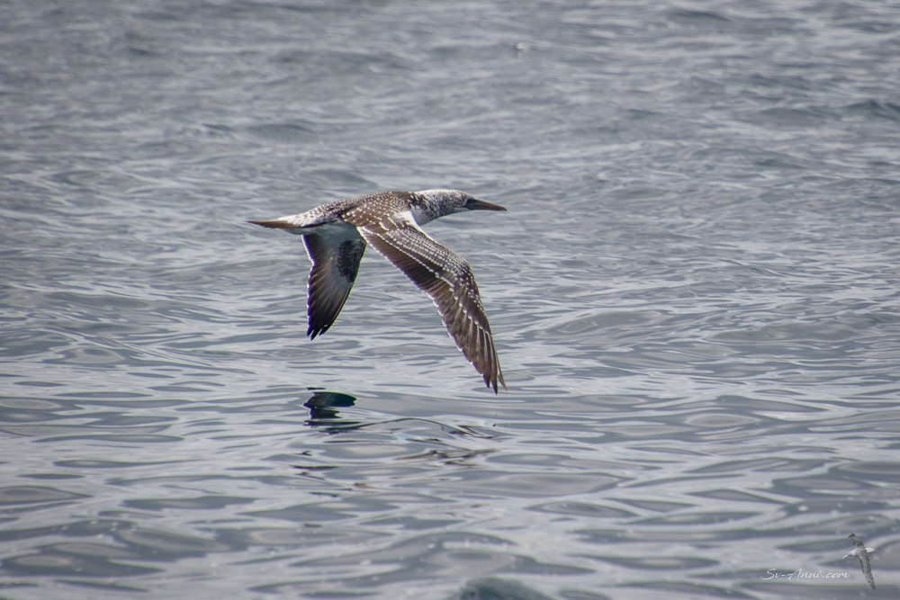 Immature Gannet take off series