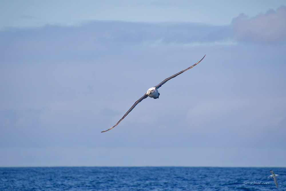Shy Albatross