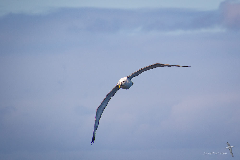 Shy Albatross