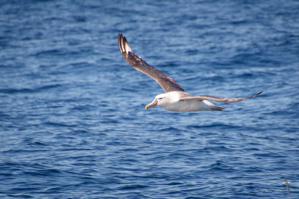 Shy Albatross