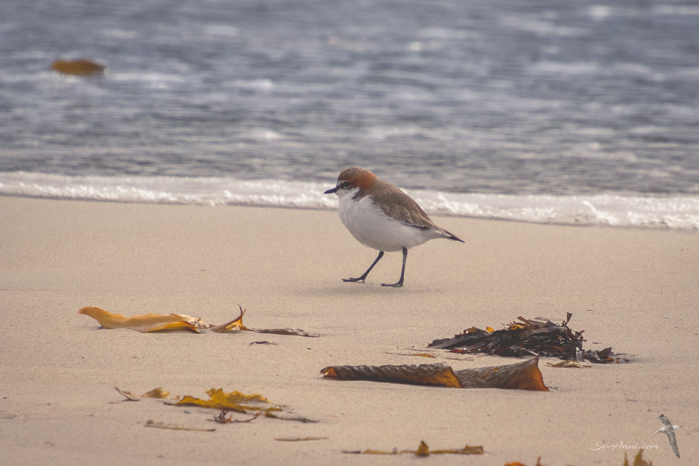 Red-capped dotterel