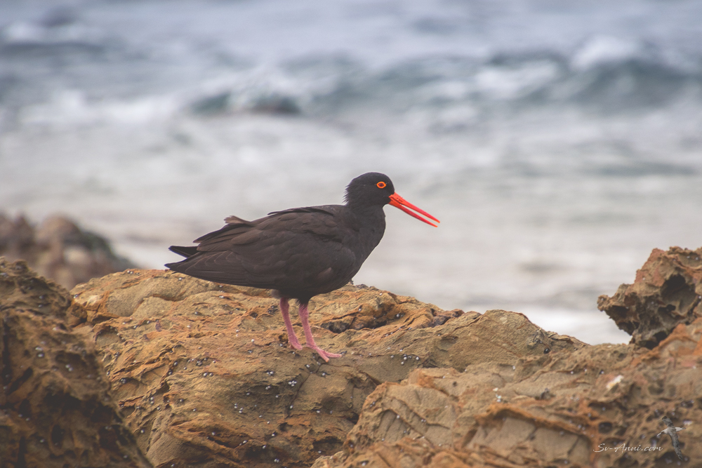 Sooty Oystercatcher