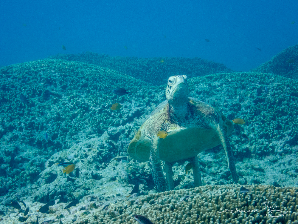 Green Sea Turtle at cleaning station