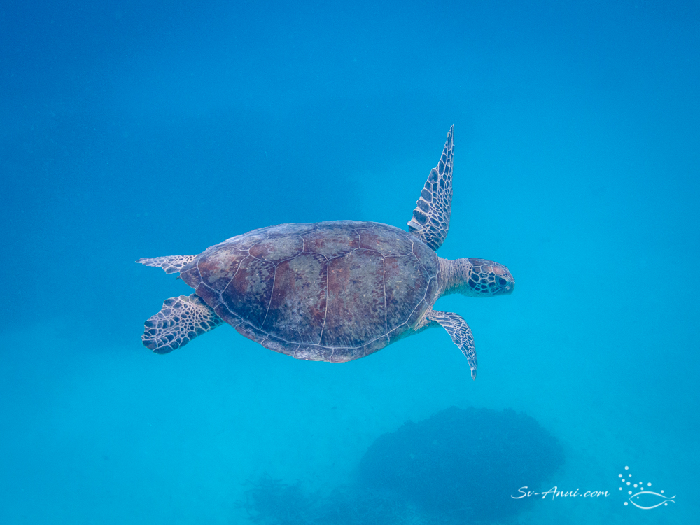 Green Sea Turtle