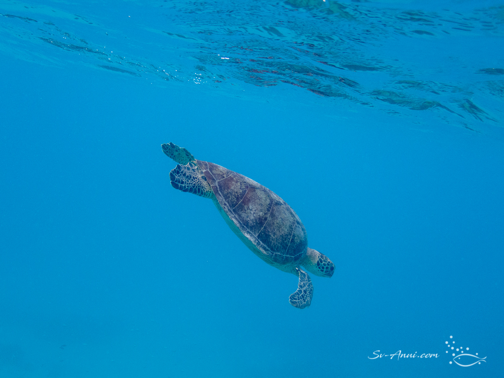 Green Sea Turtle