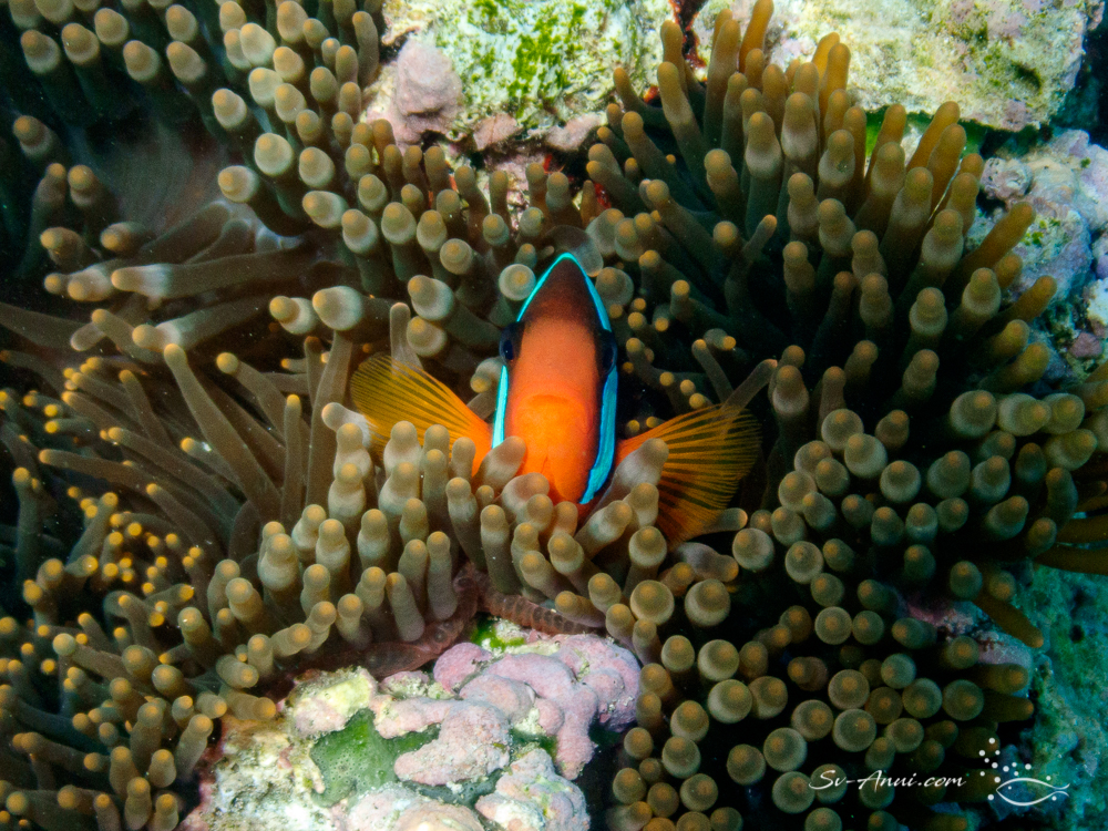 Orangefin Anemonefish