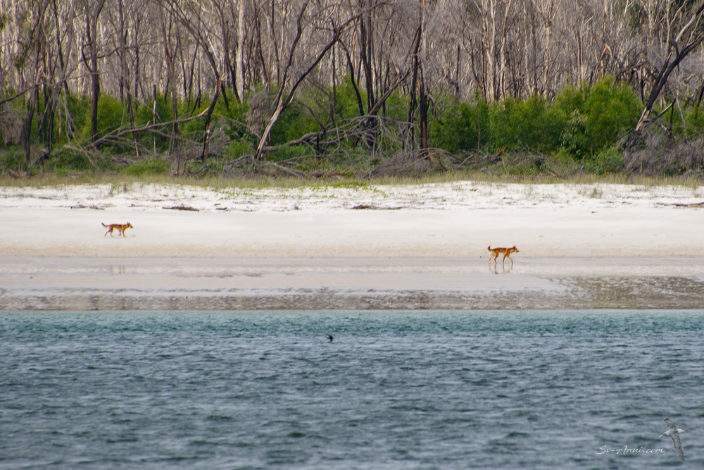 Dingoes on the beach