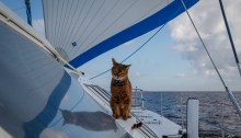 Bengie the ship's cat