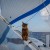 Bengie the ship's cat
