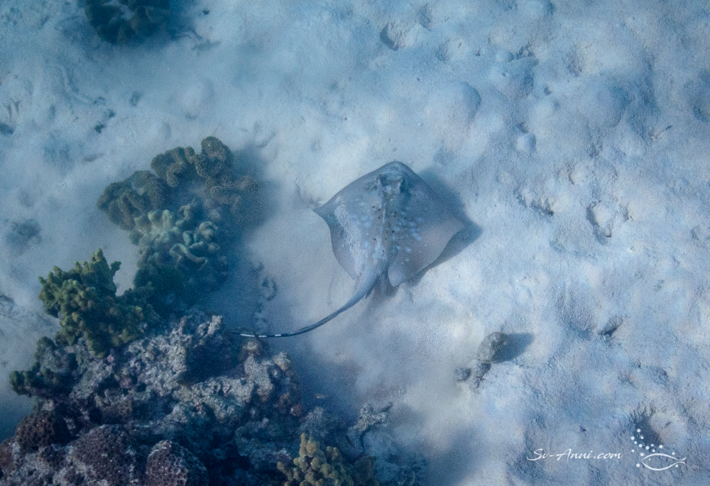 Bluespotted ray