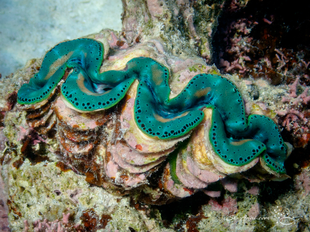 Giant Clam Maxima