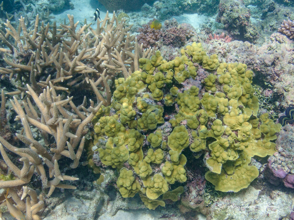 Yellow Porite & Acropora