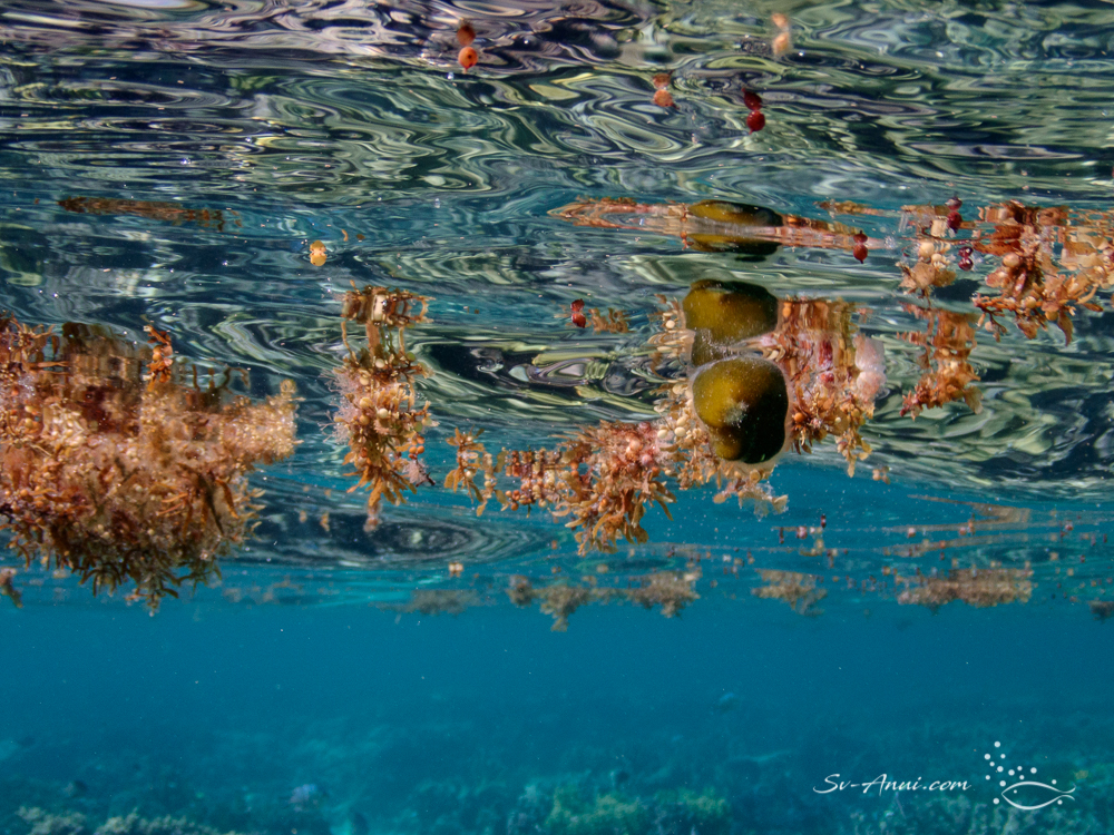 Seaweed floating
