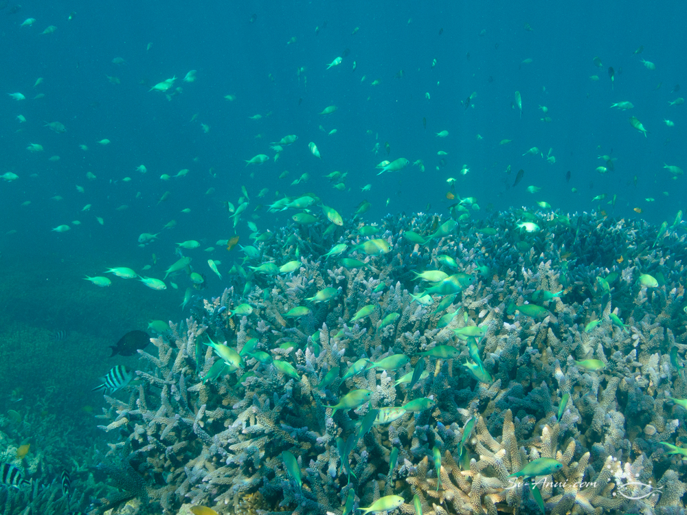 School of Blackaxil Pullers