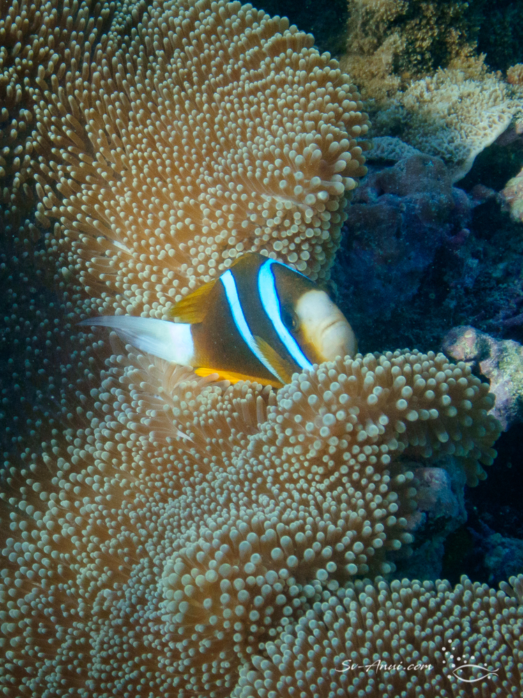 Orangefin Anemonefish