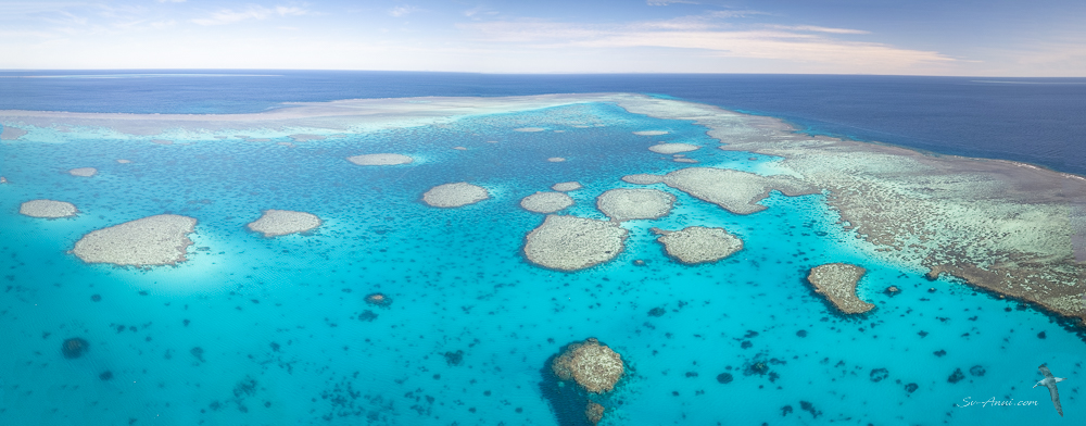 Fitzroy Reef central bommies