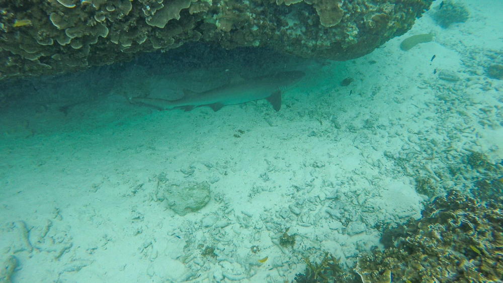 Sleepy shark under ledge
