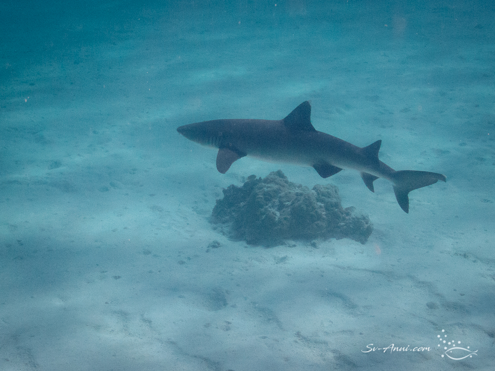 Whitetip Shark