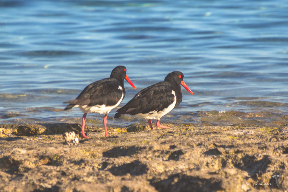 Pied Oystercatchers