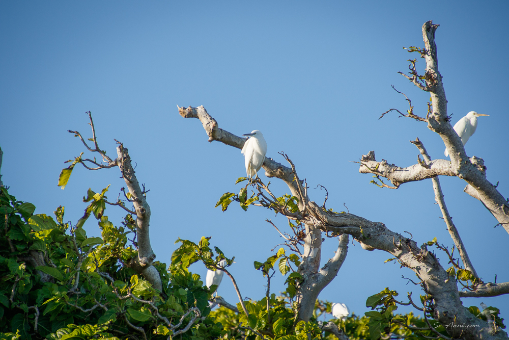 Reef Egrets