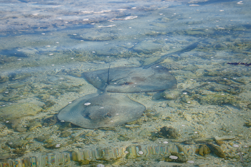 Cowtail Rays