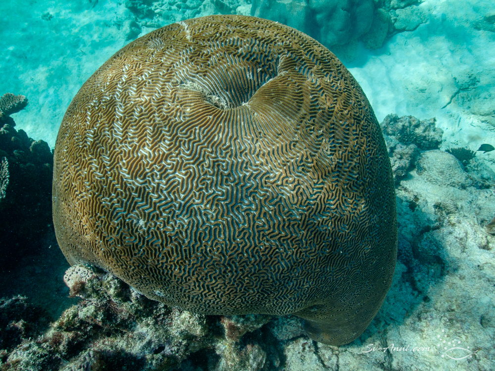 Brain coral