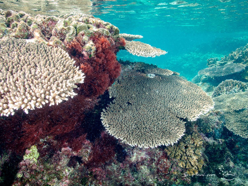 Acropora and red algae