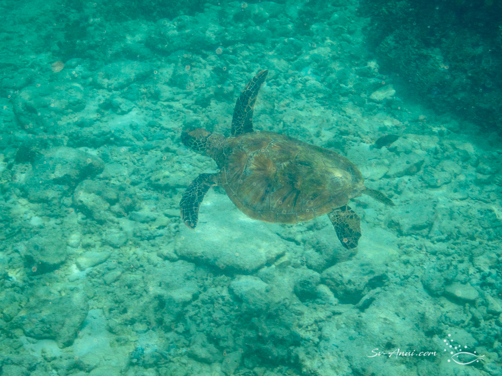 Green Sea Turtle