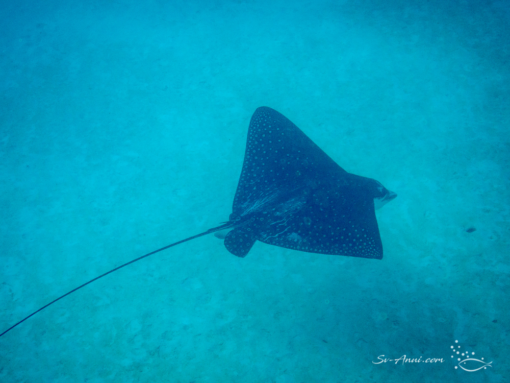 Eagle Ray
