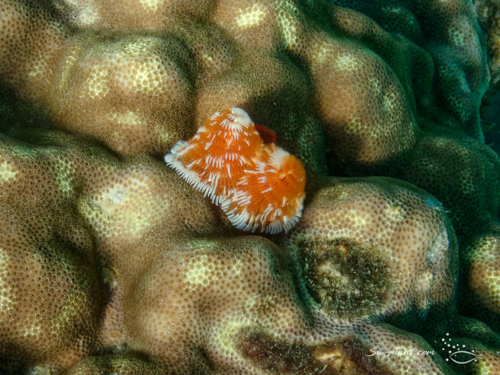 Christmas Tree Worms