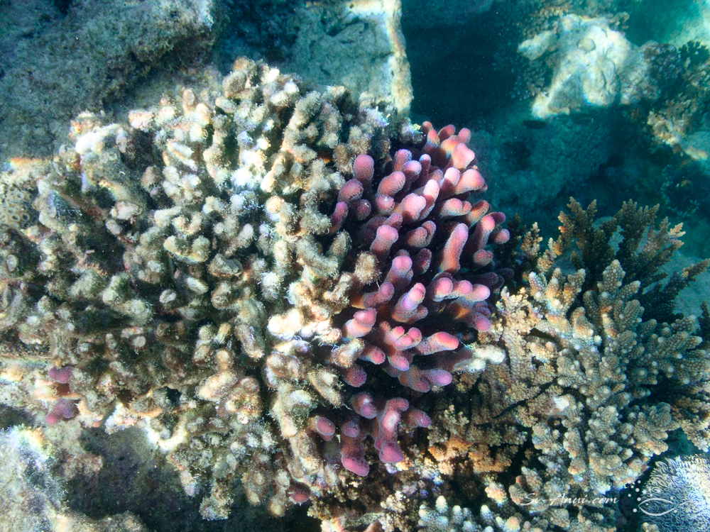 Damaged coral at Wistari