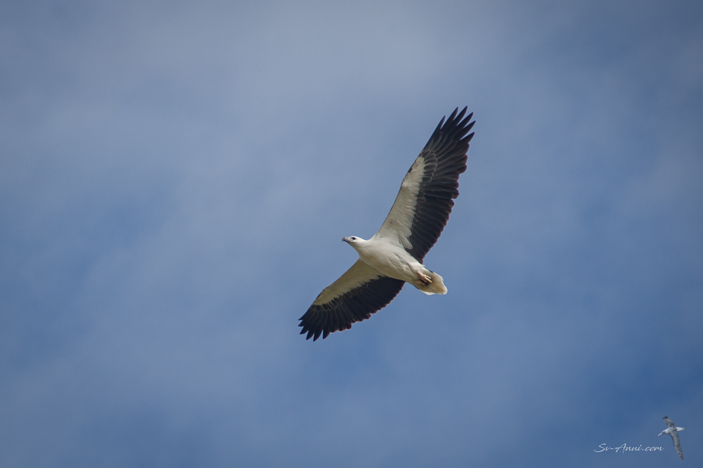 White bellied sea eagle at Wilson Island