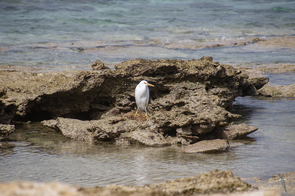 White Reef Egret at Wilson Island