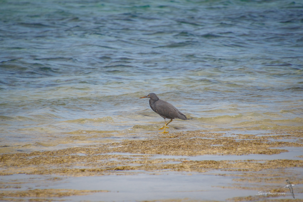Dark Reef Egret at Wilson Island