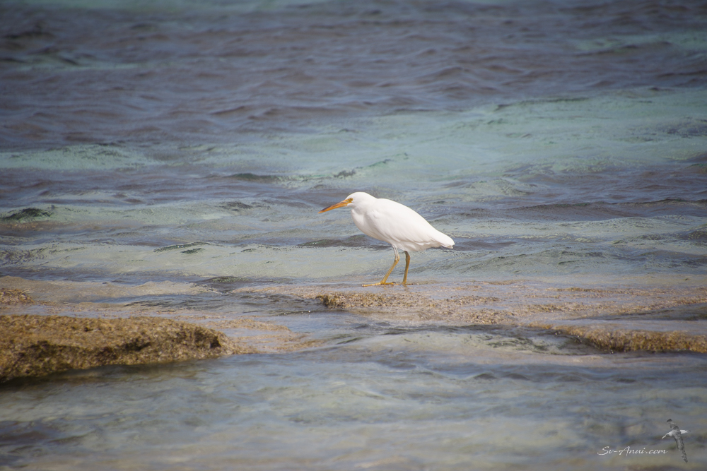 White Egret at Wilson Island