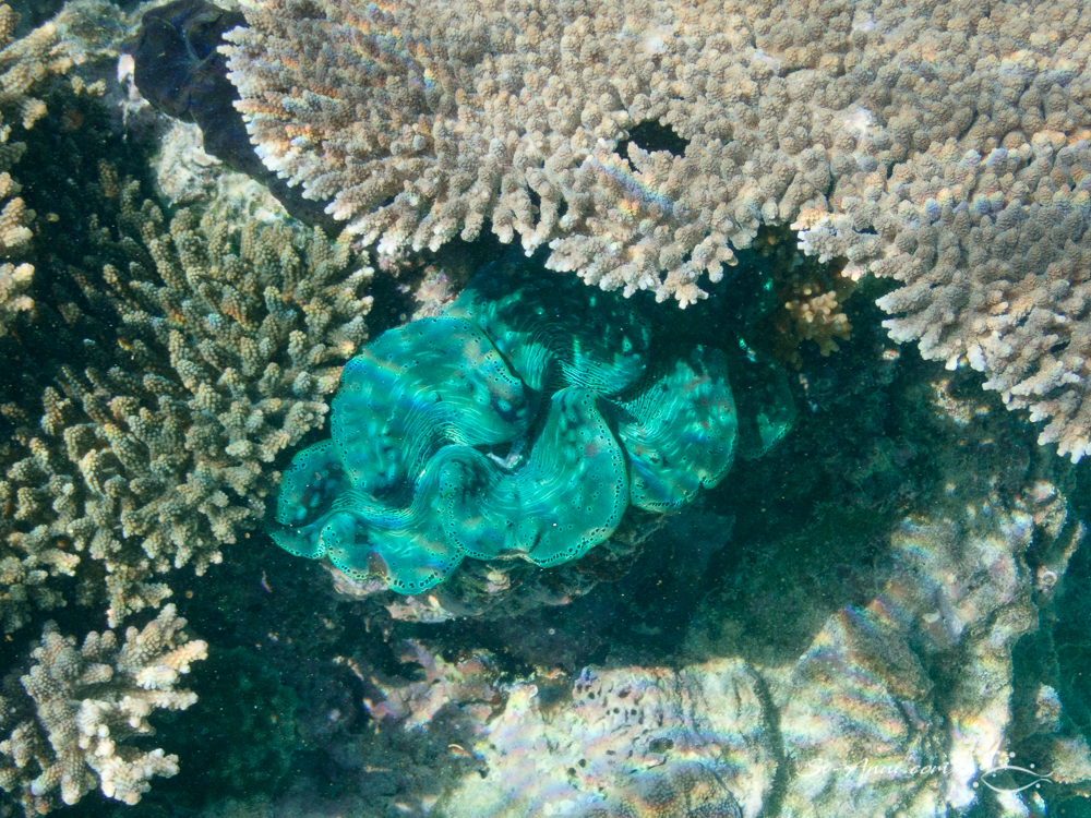 Giant Clam