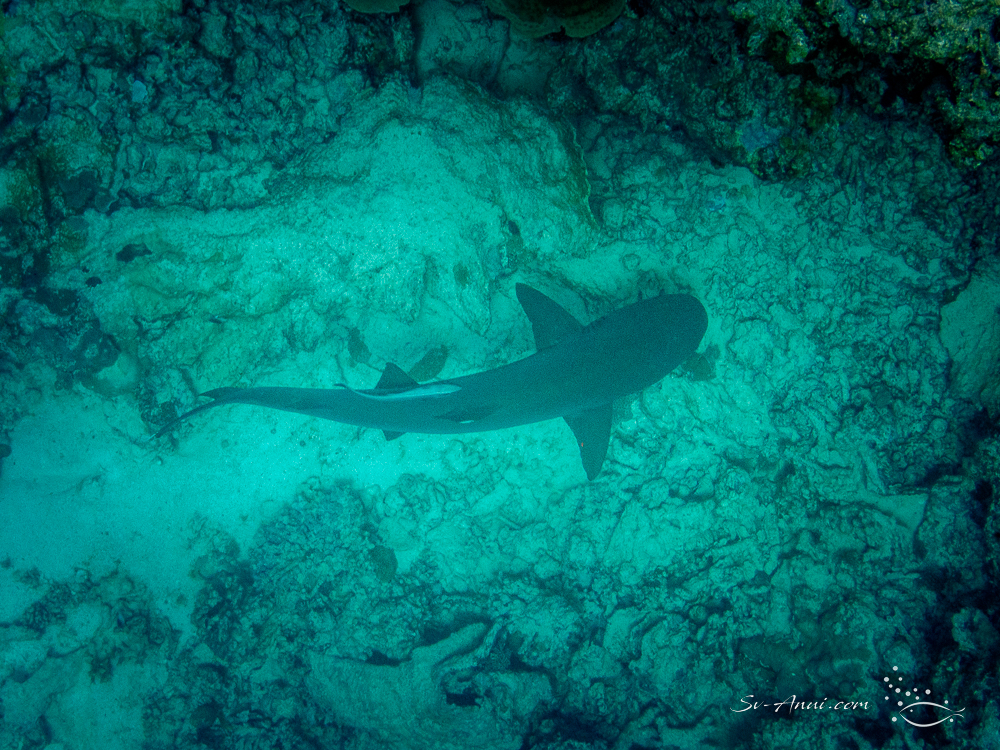 Whitetip Shark