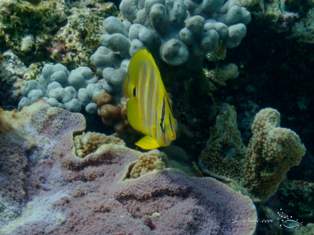 Goldline Butterflyfish