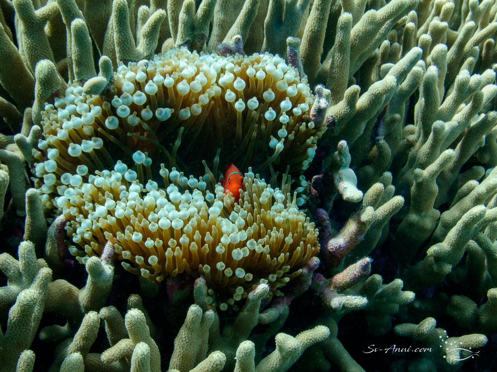 Spike Cheek Anemonefish